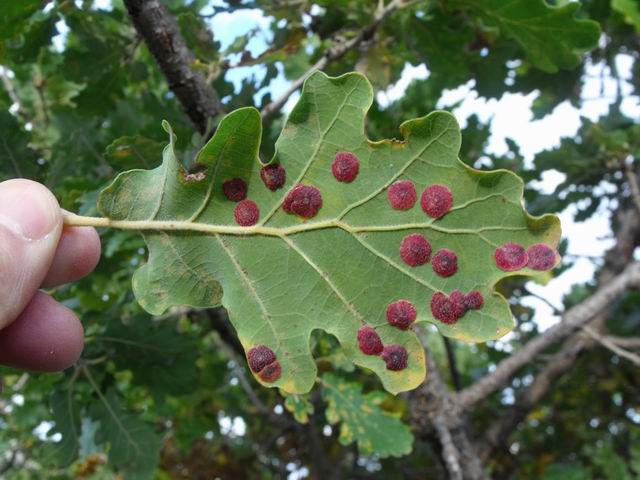 galle del cinipide Neuroterus quercusbaccarum